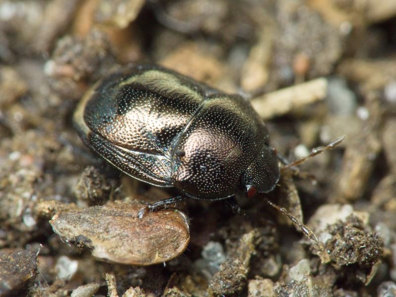 Thyreocoris scarabaeoides (Linnaeus, 1758)